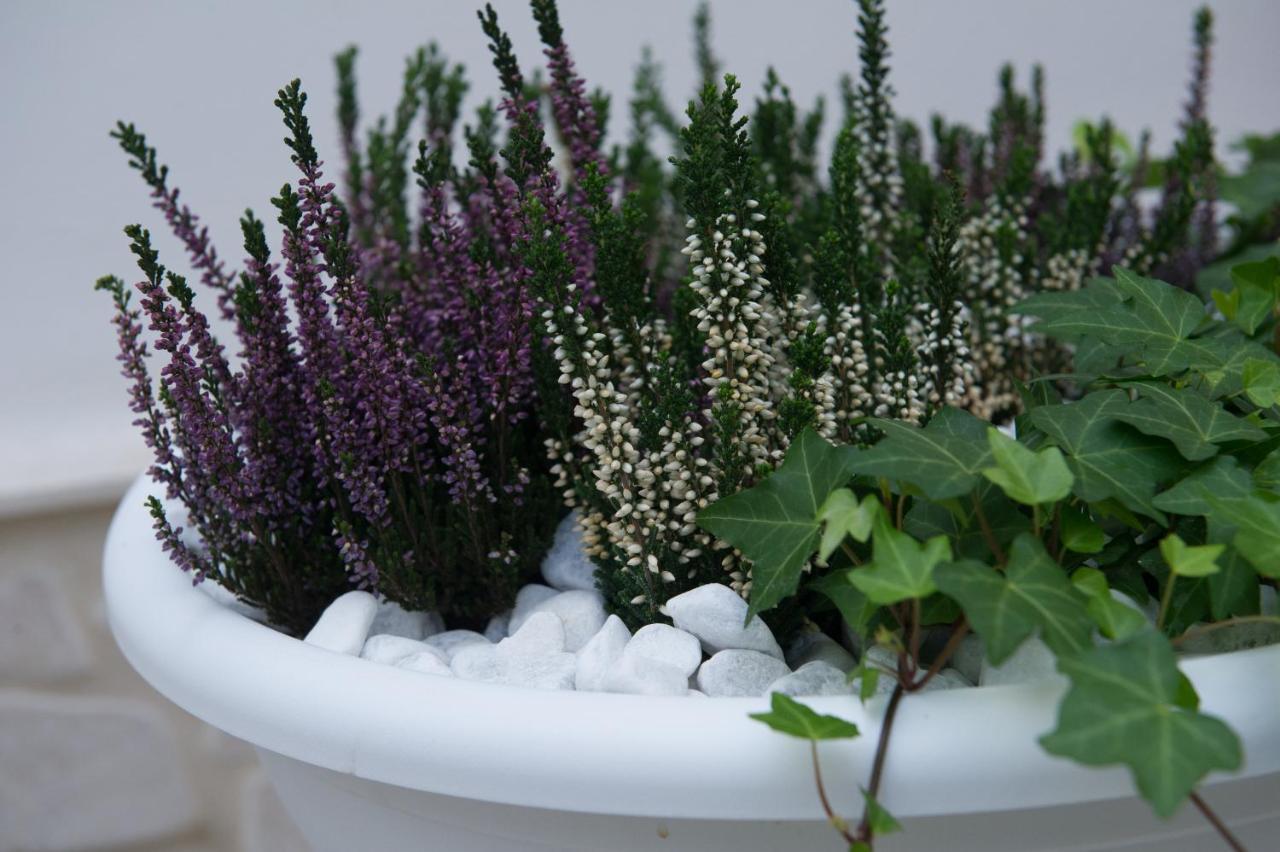 Bio B&B Bacco Nella Gnostra Altamura Zewnętrze zdjęcie